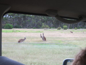 kangaroos 2